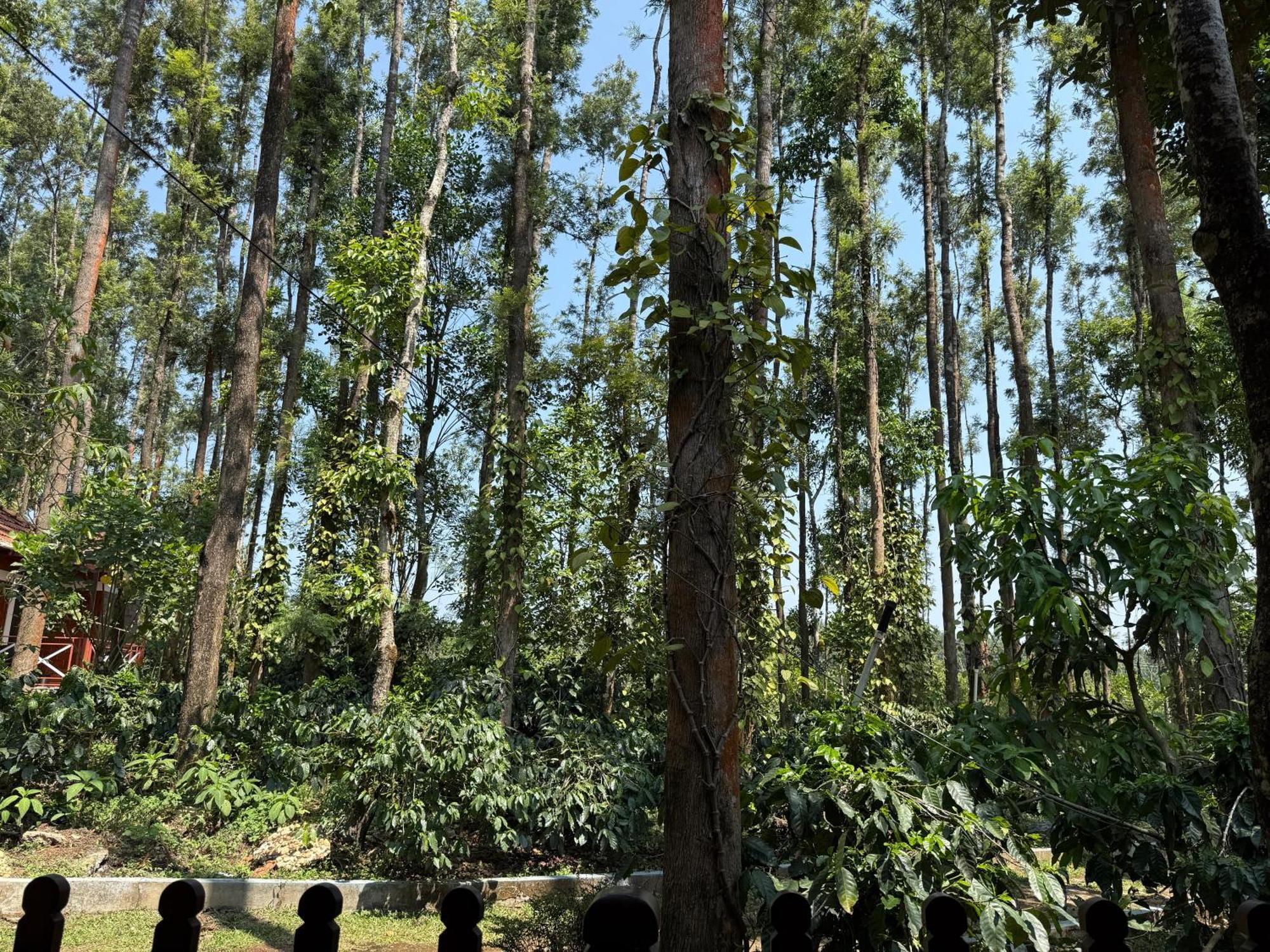 Coffee Grove Resort Chikmagalūr Kültér fotó